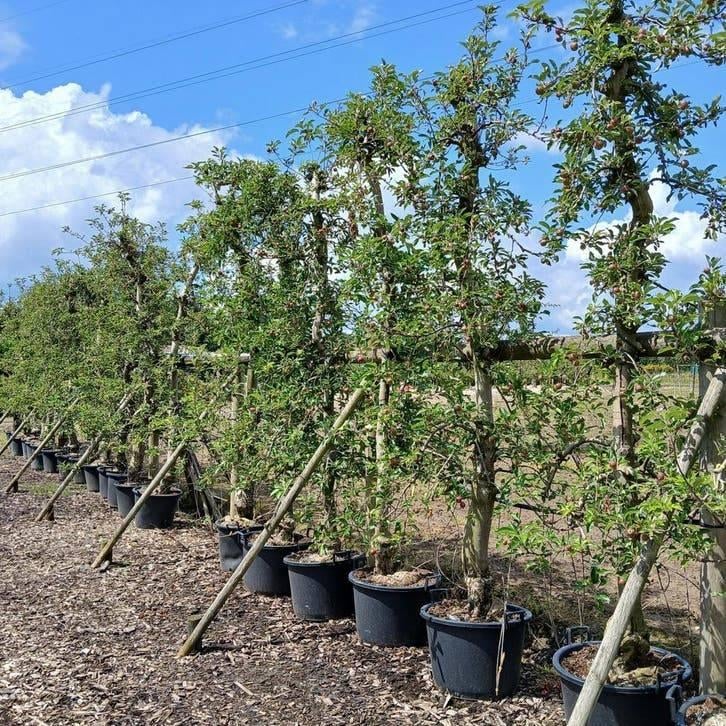 Oude Appelboom ‘Malus Elstar’ – Direct Vruchten aan de Boom, Tuin en Terras, Ophalen of Verzenden