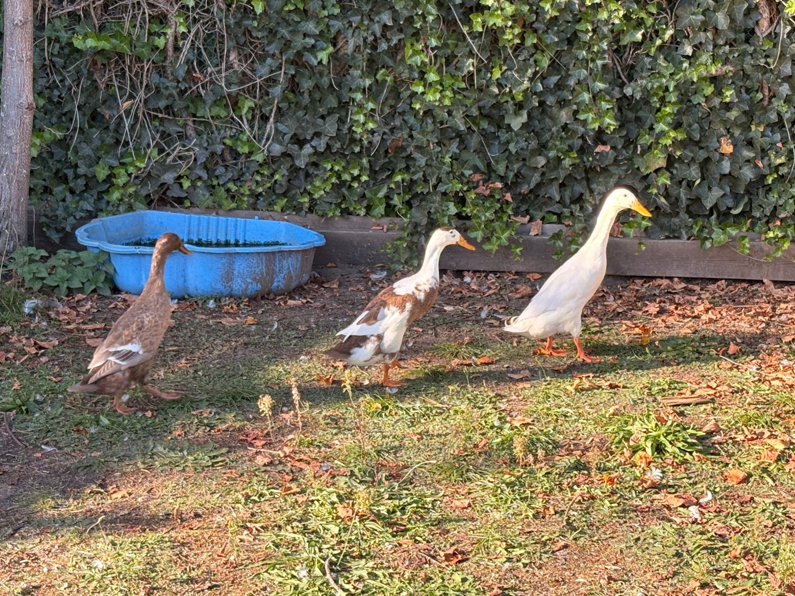 Broedeieren loopeend., Animaux & Accessoires, Sexe inconnu, Canard