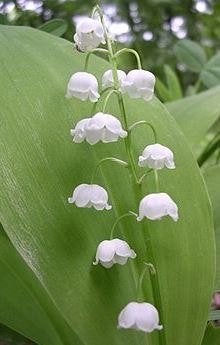 Meiklokjes - Convallaria majalis, Ophalen, Halfschaduw