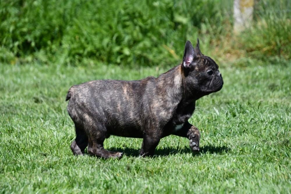 Franse Bulldog pups te koop, 15 weken tot 1 jaar, Buitenland, Meerdere, Meerdere dieren