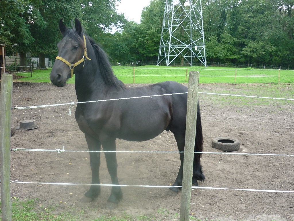 fries hengst jaarling, Dieren en Toebehoren, Gechipt, Minder dan 160 cm, 0 tot 2 jaar, Hengst