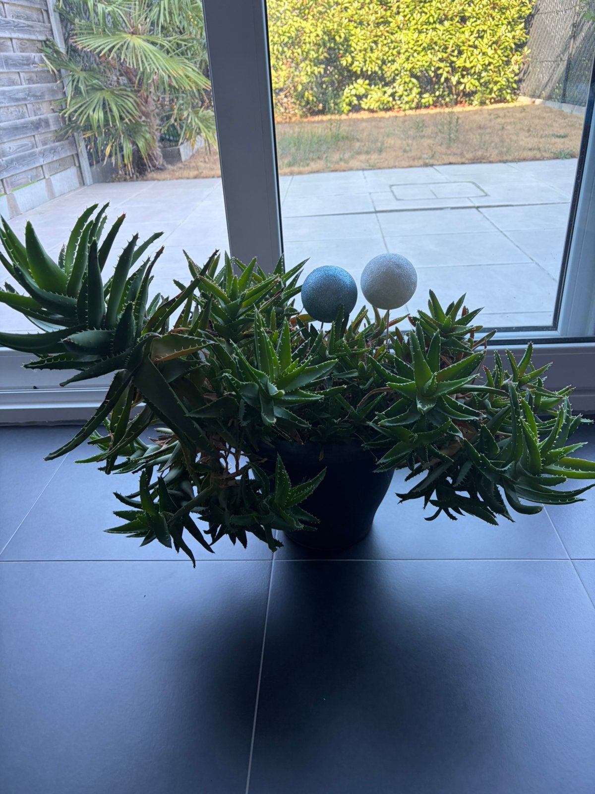 Gratis Plant met pot, Tuin en Terras, Planten | Tuinplanten, Ophalen, Vaste plant