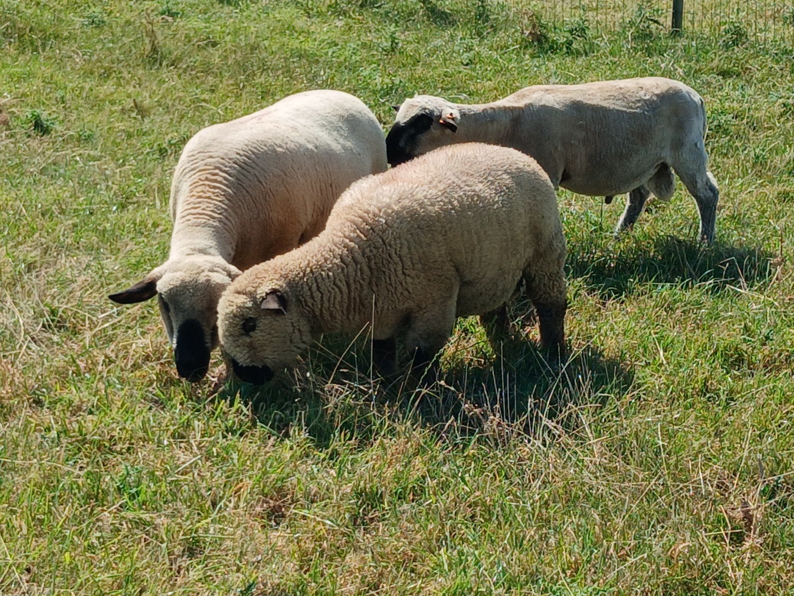 mooie hampshire down dekram 6maanden  oud en  ziuver ras, Dieren en Toebehoren