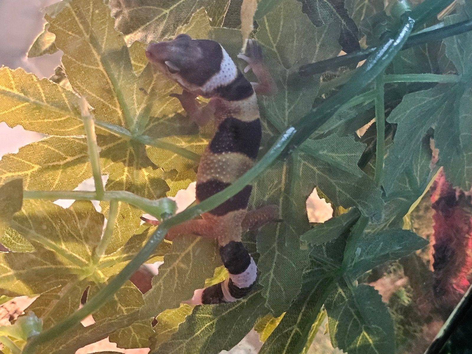 Vrouwelijke luipaardgecko luipaardgekko, Dieren en Toebehoren, Vogels | Overige Vogels, Vrouwelijk, Tam