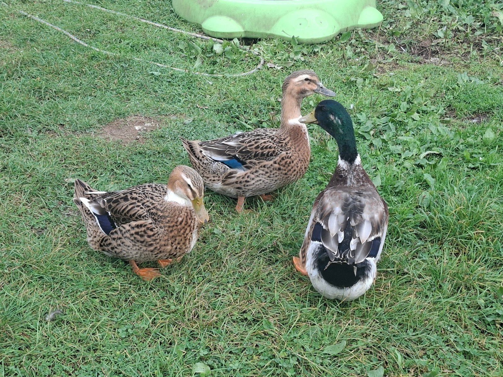 Rouen eenden te koop, Dieren en Toebehoren, Meerdere dieren, Eend