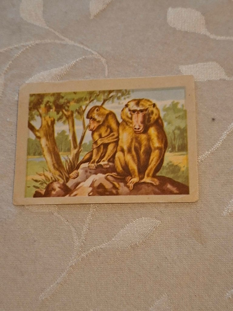 Prentje/Chromo : De Baviaan / Chocolade Jacques, Ophalen of Verzenden, Gebruikt, Dier, Prent