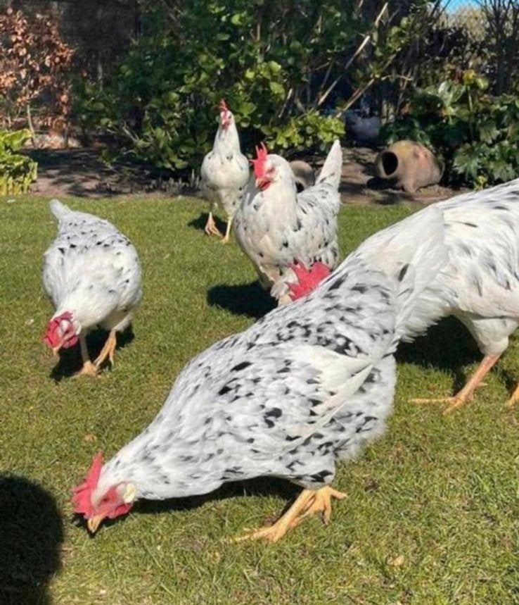 Jonge bonte leghorn kippen