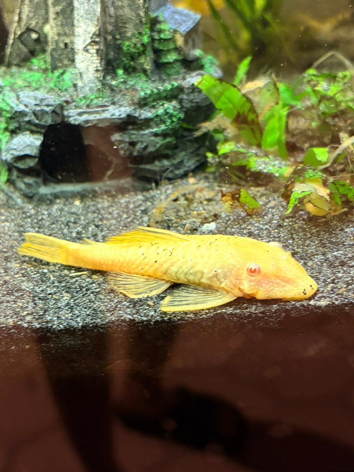 Ancistrus (goud), Vis, Zoetwatervis