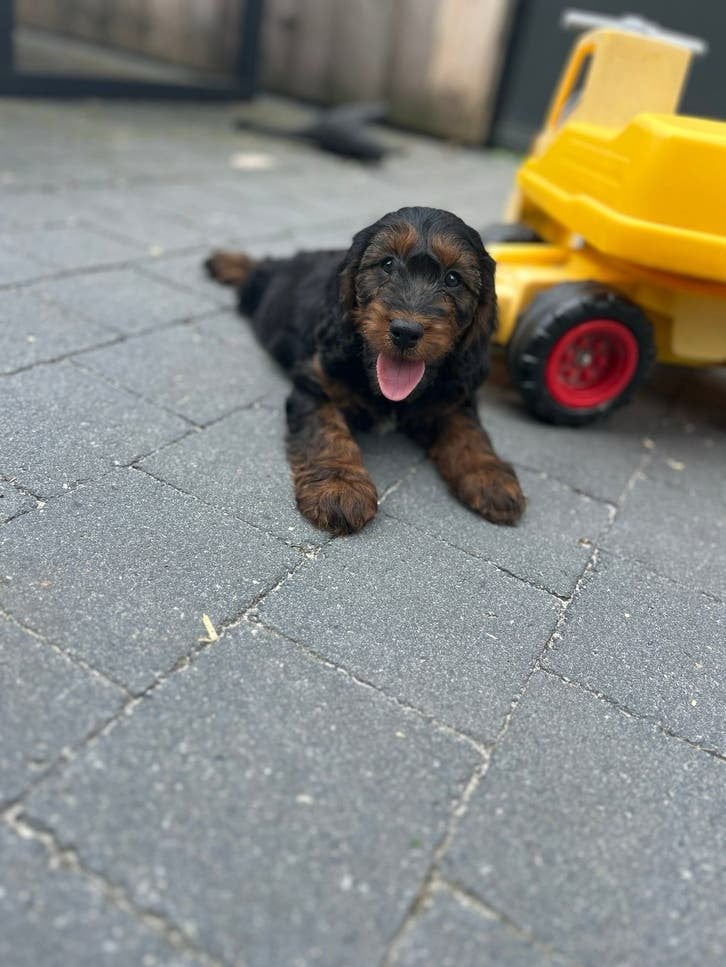Beaux chiots cockapoo, Caniche, Plusieurs, Hépatite contagieuse (maladie de Rubarth), Belgique