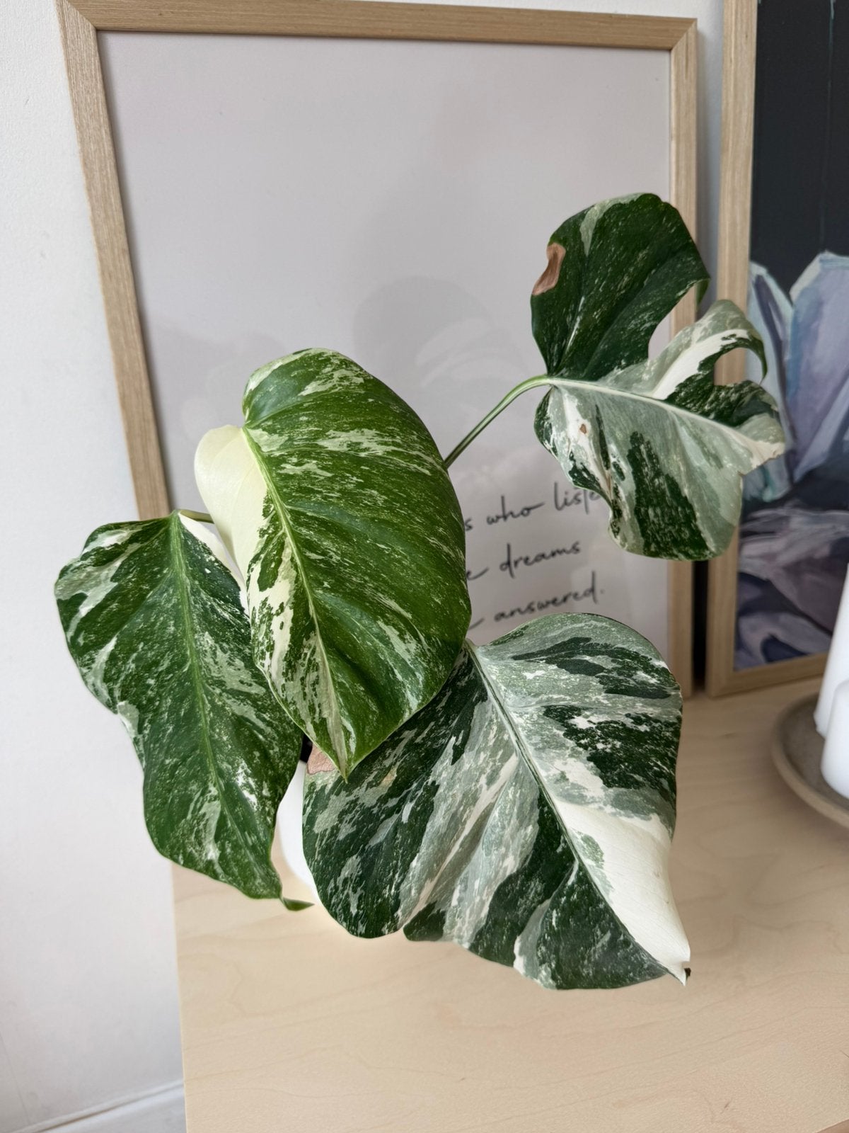 Monstera deliciosa variegata albo, Huis en Inrichting, Kamerplanten, Ophalen