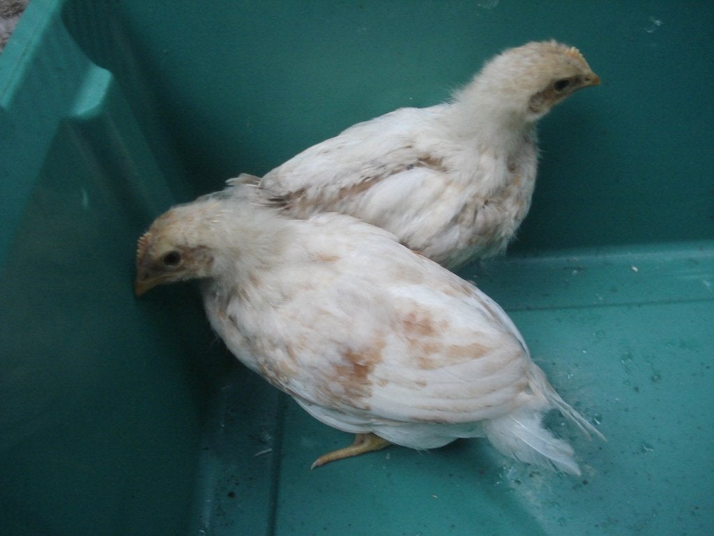 kuikens leghorn, Dieren en Toebehoren, Vrouwelijk, Kip