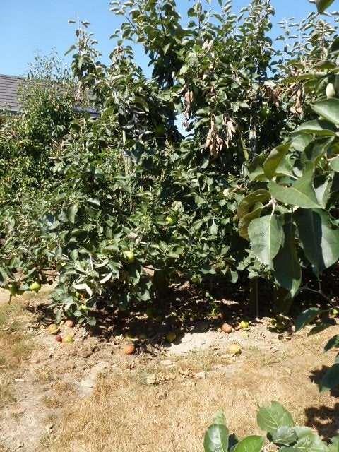 Gratis brandhout ( laagboomstammetjes ) 200 stuks., Ophalen