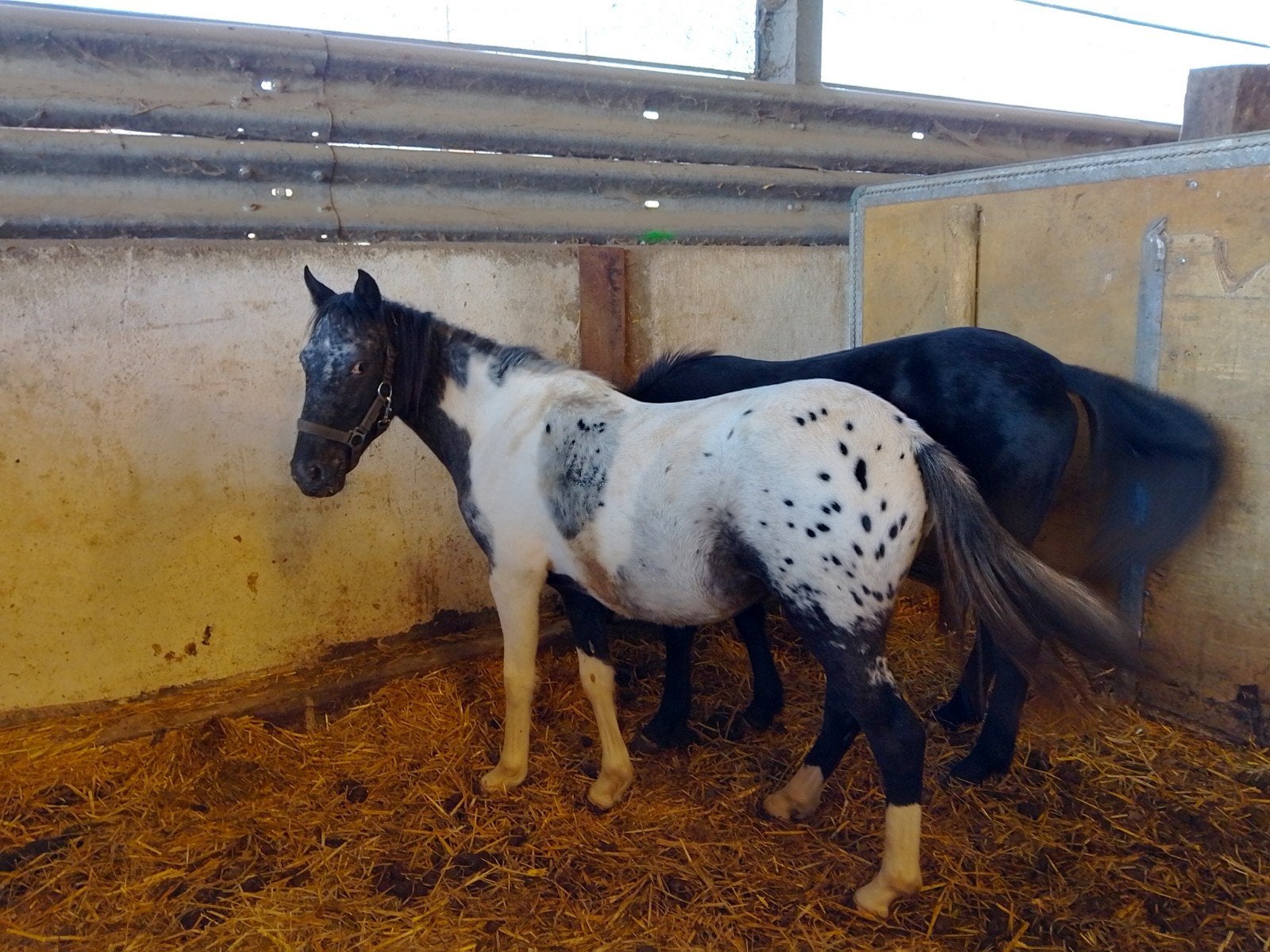 C pony's (merries), Dieren en Toebehoren