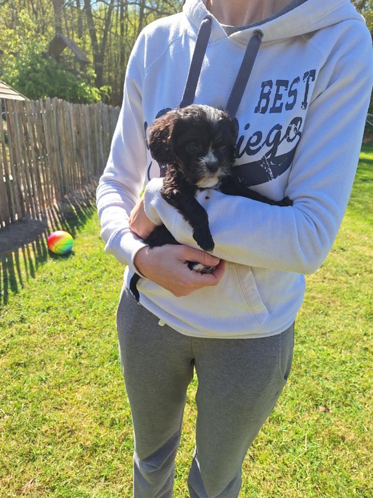 Cavapoo pups, Dieren en Toebehoren, Honden | Chihuahua's en Gezelschapshonden, Parvo, België, Overige rassen, 8 tot 15 weken