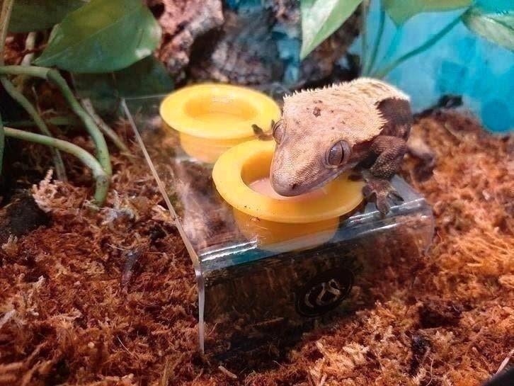 15. Feeding Cup Holder, Gecko, Animaux & Accessoires, Enlèvement ou Envoi, Neuf, Autres types