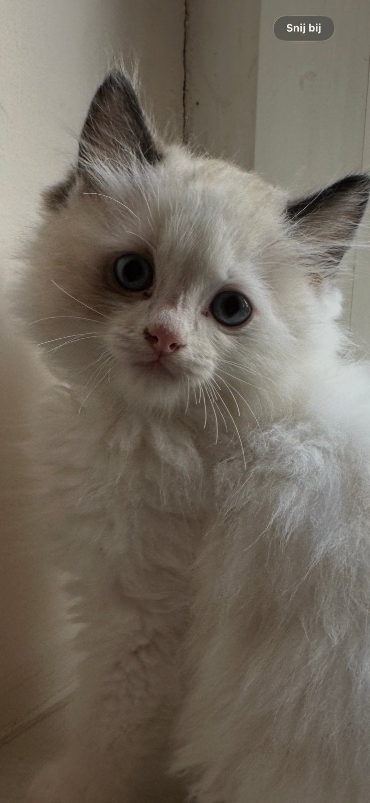 Ragdoll kitten met stamboom., Dieren en Toebehoren, Katten en Kittens | Raskatten | Langhaar, Met stamboom