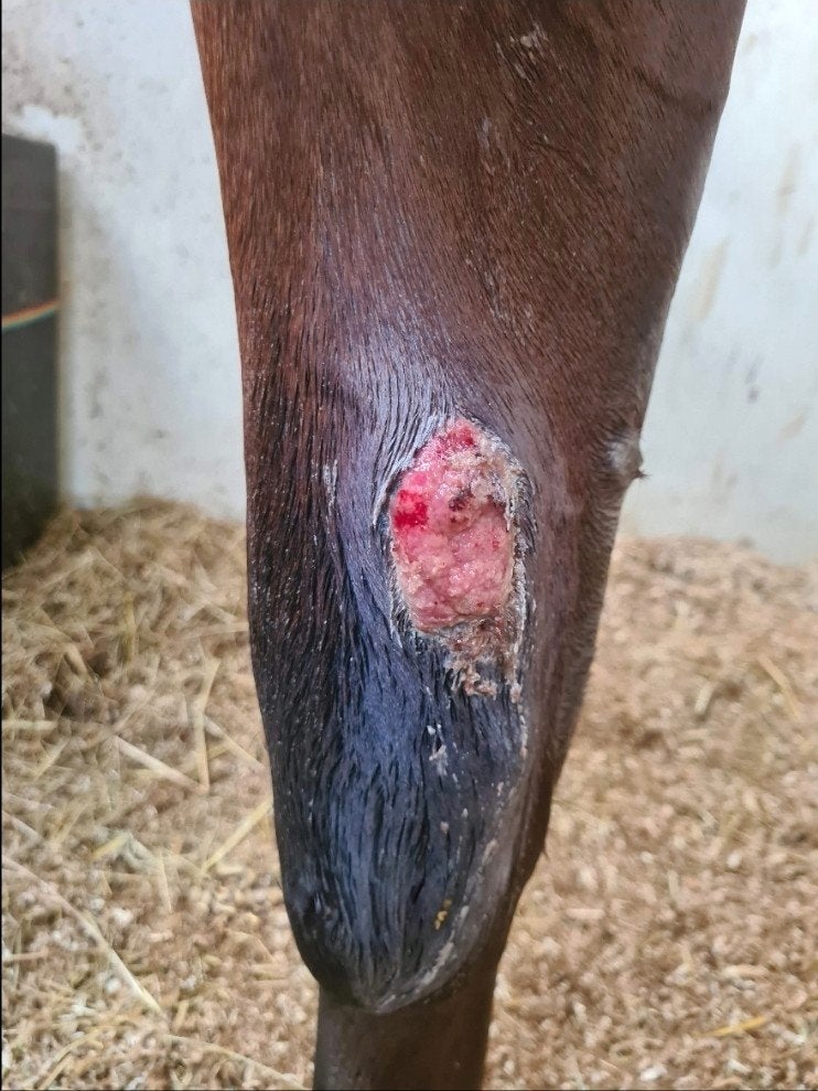 Tijdelijk extra zorg nodig voor je paard?, Dieren en Toebehoren