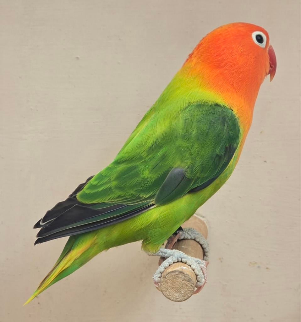 Groen Opaline Split Ino Man met dna
2025, Mâle, Perroquet nain ou Inséparable, Bagué
