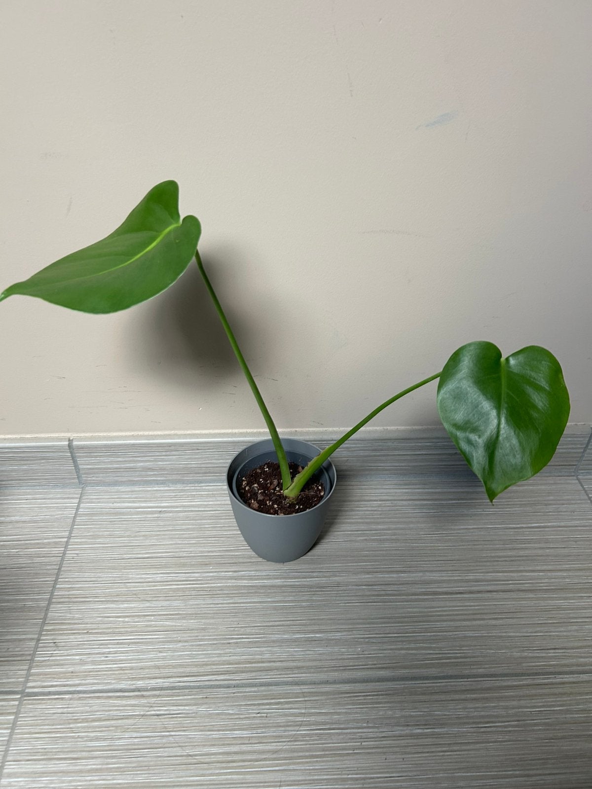Monstera, Huis en Inrichting, Groene kamerplant, Ophalen, Halfschaduw, Minder dan 100 cm
