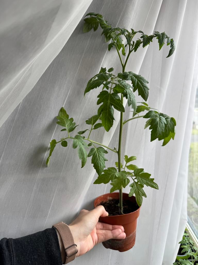 tomates moneymaker, tomates cerises sweetbaby, poivrons, Enlèvement
