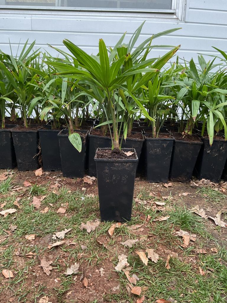 Trachycarpus palmplanten, Ophalen