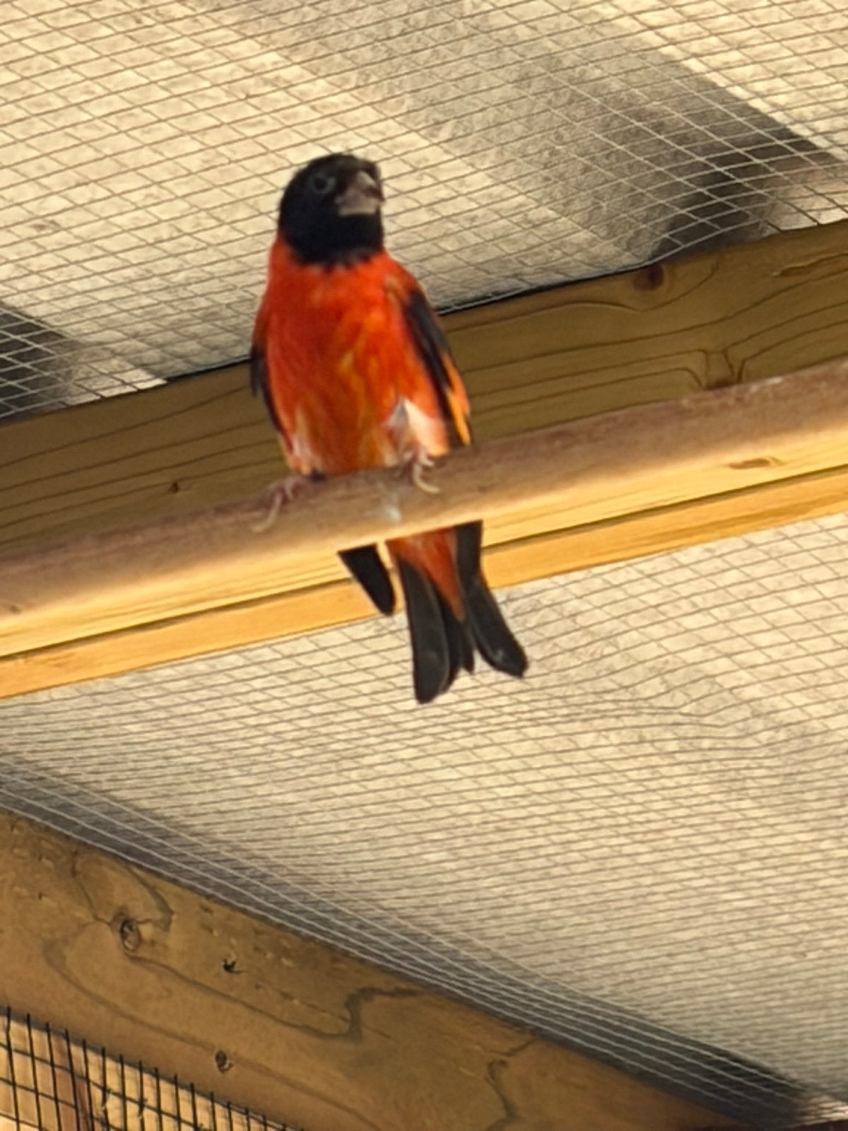 4 koppels sijzen, Meerdere dieren, Geringd