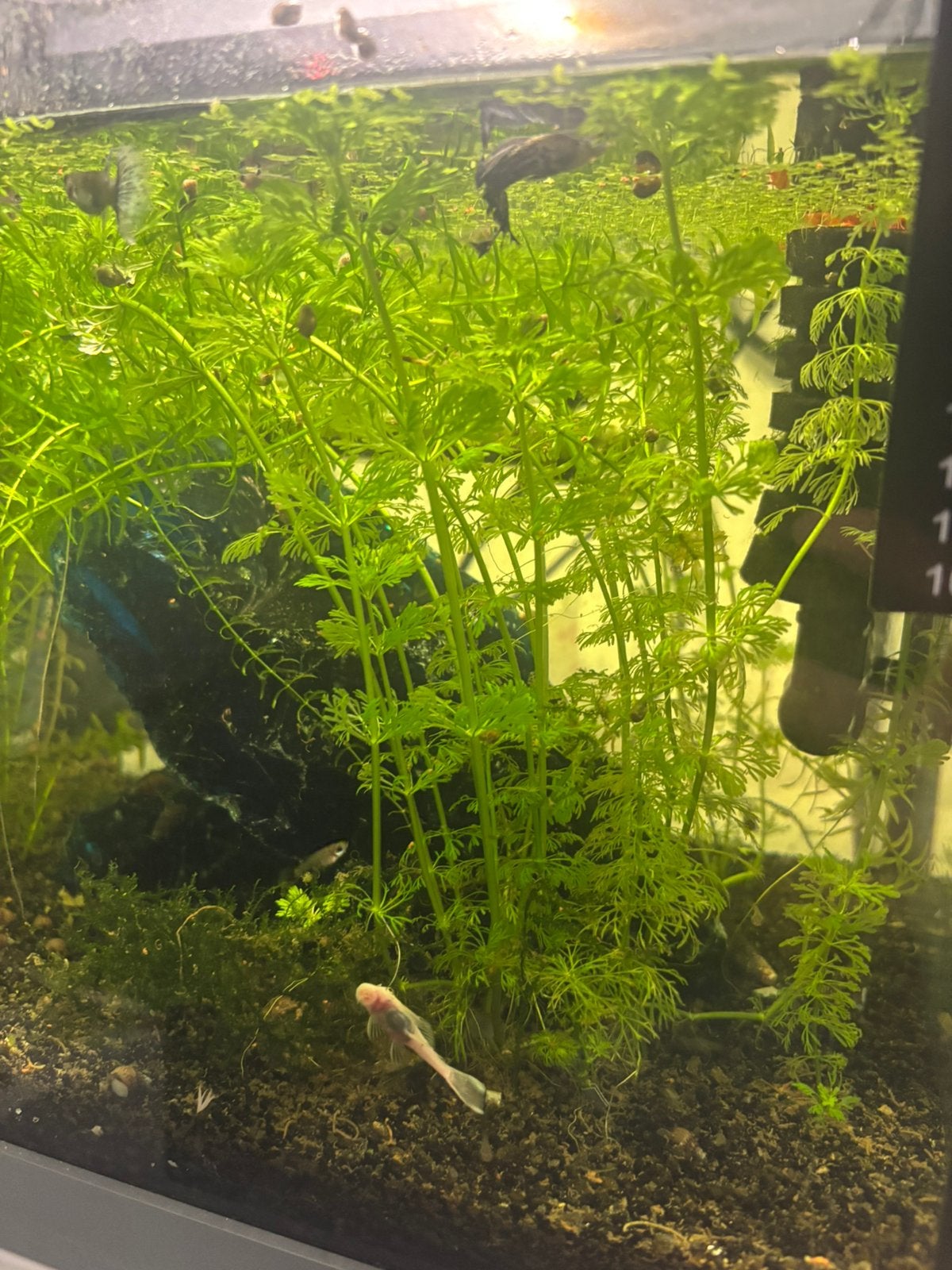 Snelgroeiende aquarium stengelplanten – €0,25 per stengel, Dieren en Toebehoren, Ophalen, Zo goed als nieuw