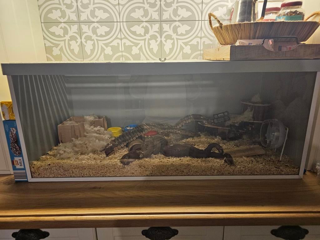 Knaagdieren paradijs met glas(minder vuil), Dieren en Toebehoren, Minder dan 60 cm, Overige typen, Ophalen of Verzenden, 75 tot 110 cm