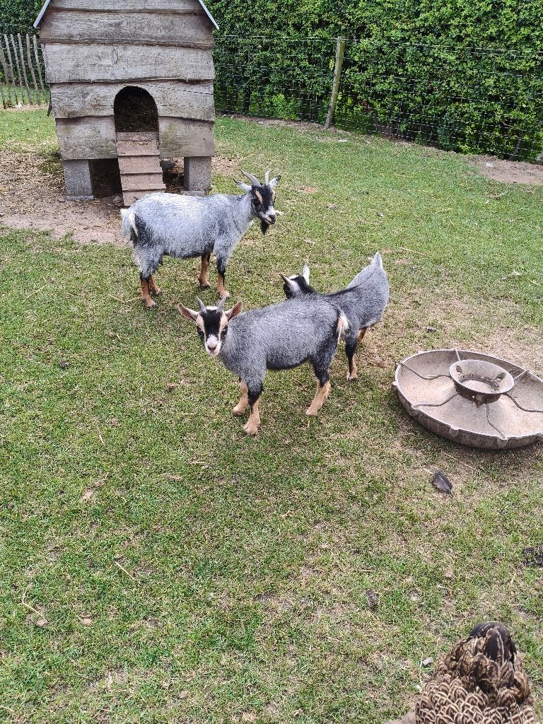 Grijs bokje te koop, Dieren en Toebehoren, Schapen, Geiten en Varkens
