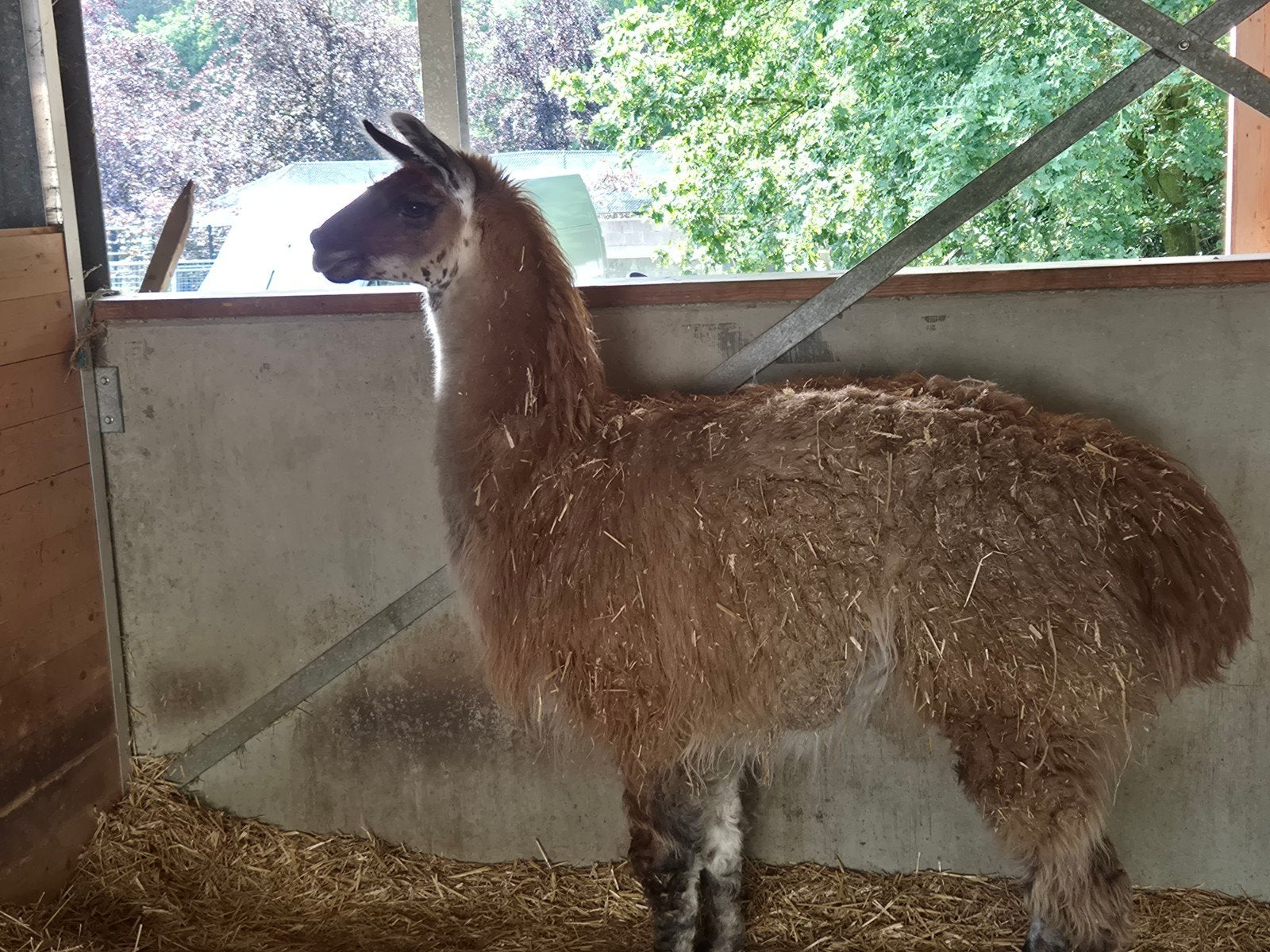 Lama hengst, Dieren en Toebehoren, Overige Dieren, Mannelijk, April