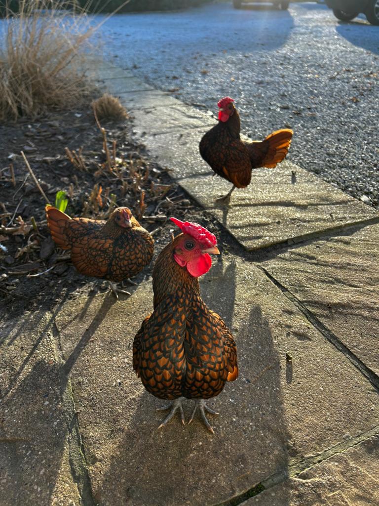 Sebright haan zwart goud te koop, Dieren en Toebehoren, Mannelijk, Kip
