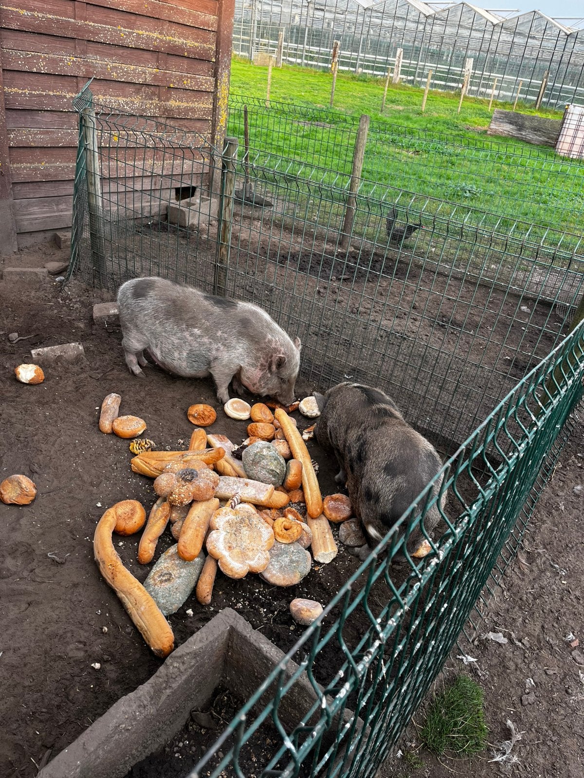 Mini mini hangbuik varkentjes, Dieren en Toebehoren