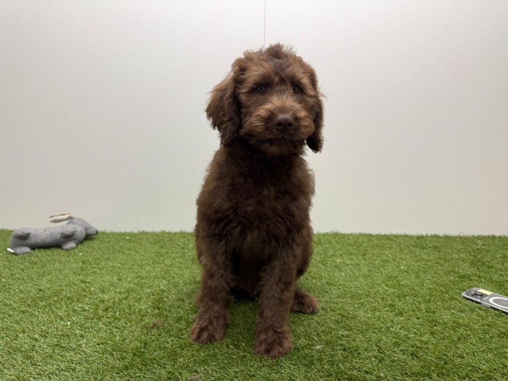 Labradoodle pups, België, Reu, 8 tot 15 weken, CDV (hondenziekte)