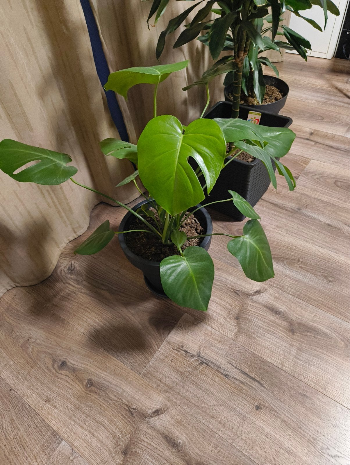Kamerplant Monstera, Ophalen, Overige soorten, Halfschaduw, Minder dan 100 cm