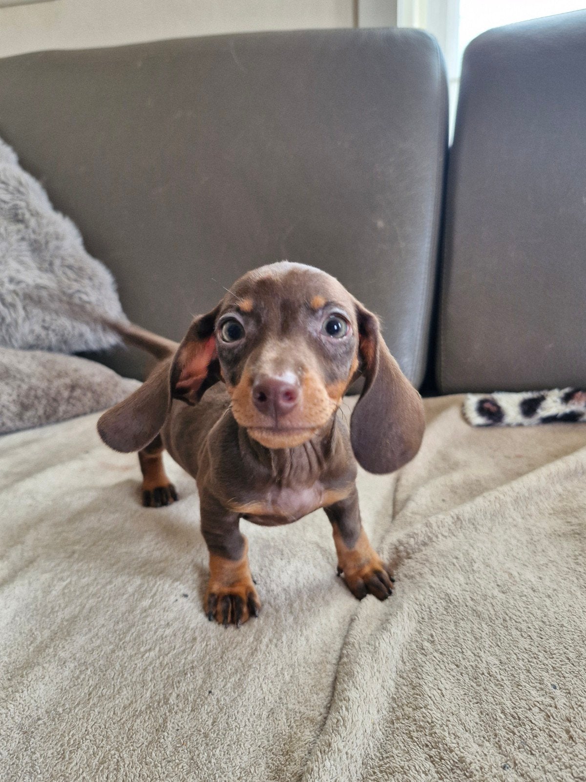 dwergteckel pups, Dieren en Toebehoren, België, Fokker | Hobbymatig, 8 tot 15 weken, Korthaar