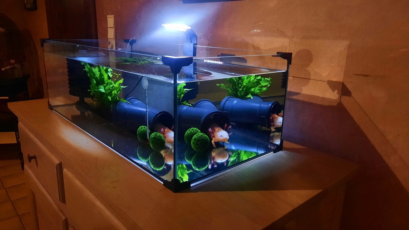 Grote Axolotl (25+ cm) incl. complete aquarium en toebehoren, Dieren en Toebehoren