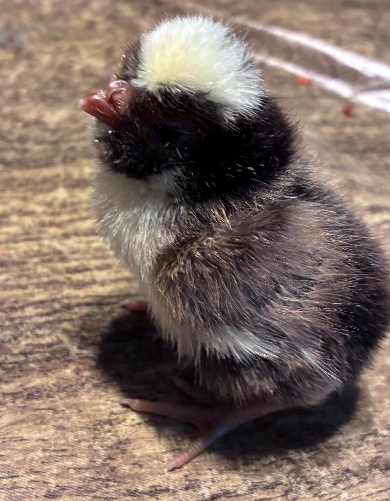 Padua kuikens, Dieren en Toebehoren, Pluimvee, Kip