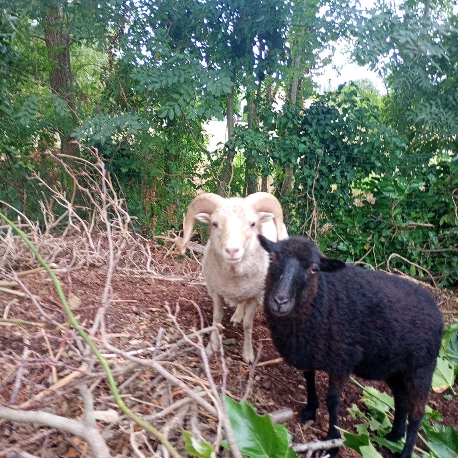 Ouessant schaapjes, Dieren en Toebehoren, Schapen, Geiten en Varkens, Meerdere dieren, Schaap, 0 tot 2 jaar