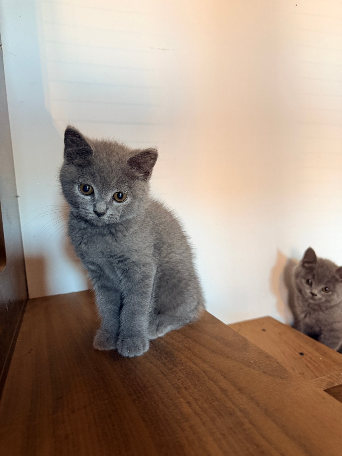 Britse korthaar kittens, Meerdere dieren, Gechipt, 0 tot 2 jaar