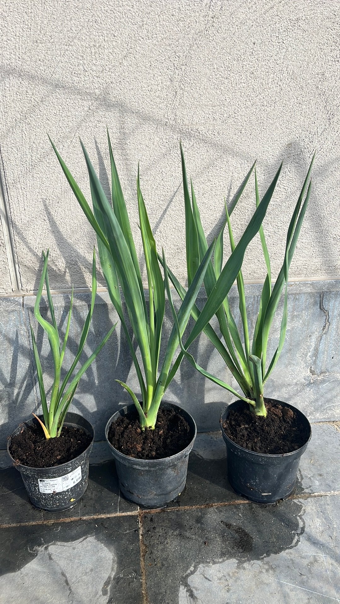 Yucca recurvifolia, Overige soorten, Volle zon, Vaste plant, Ophalen of Verzenden