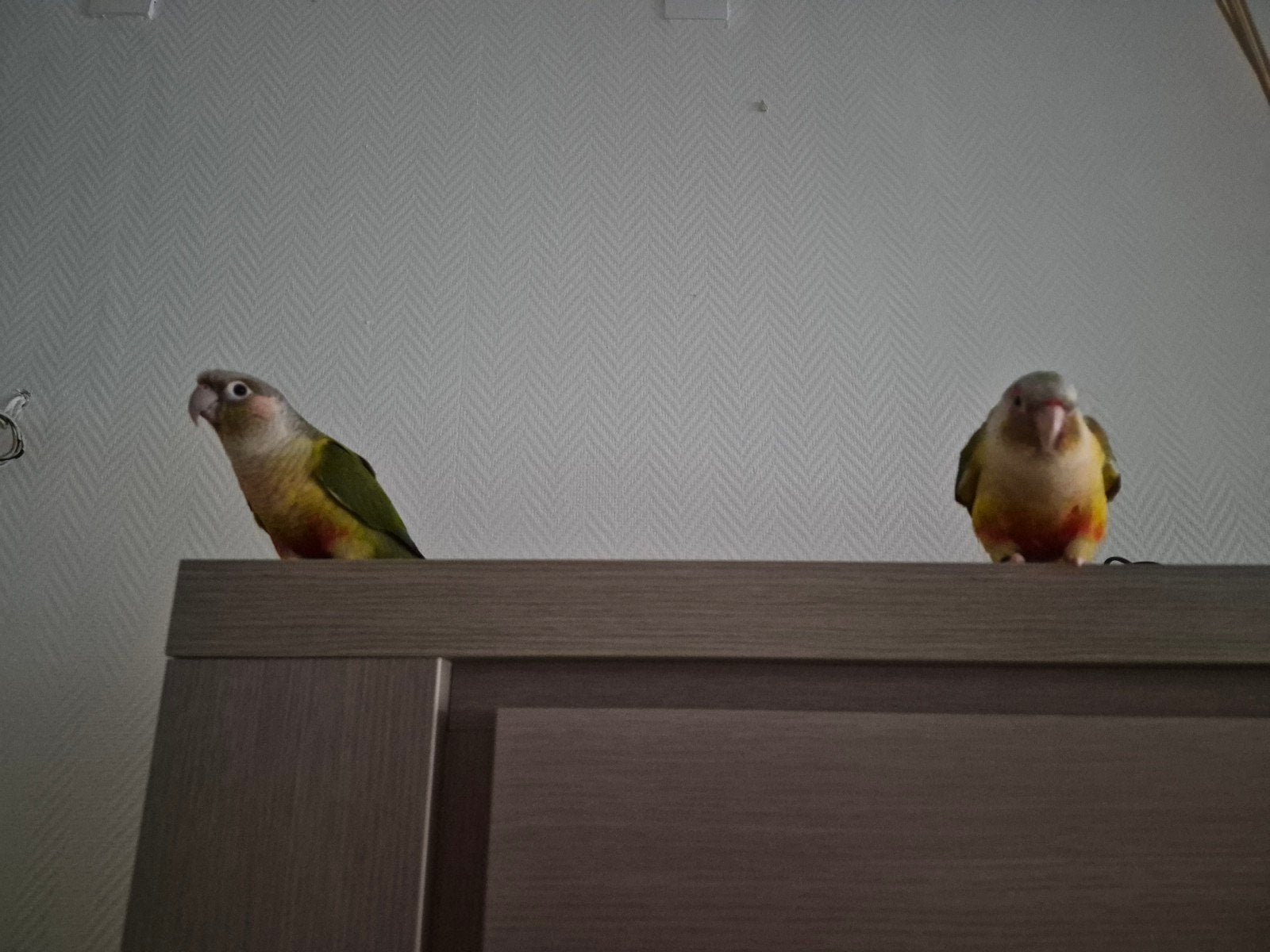 a vendre 5 couple pyrrhura ou échange contre bebe perroquet, Plusieurs animaux, Perruche, Bagué