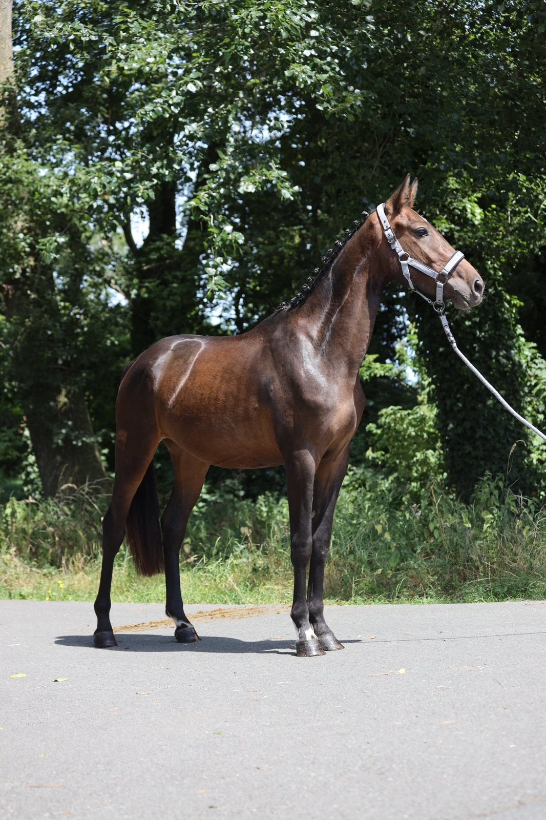 Knappe D Pony, Merrie, Zadelmak, Dressuurpony