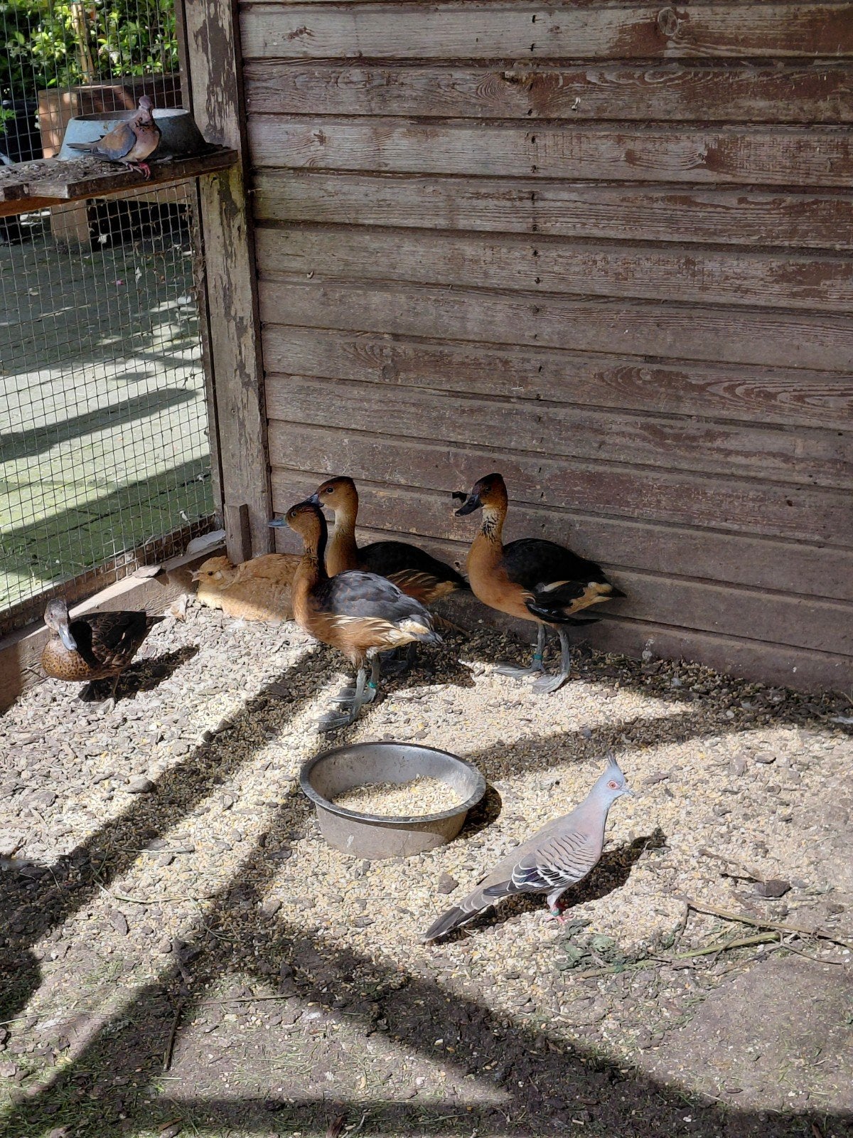 gele boomeenden, Dieren en Toebehoren, Pluimvee