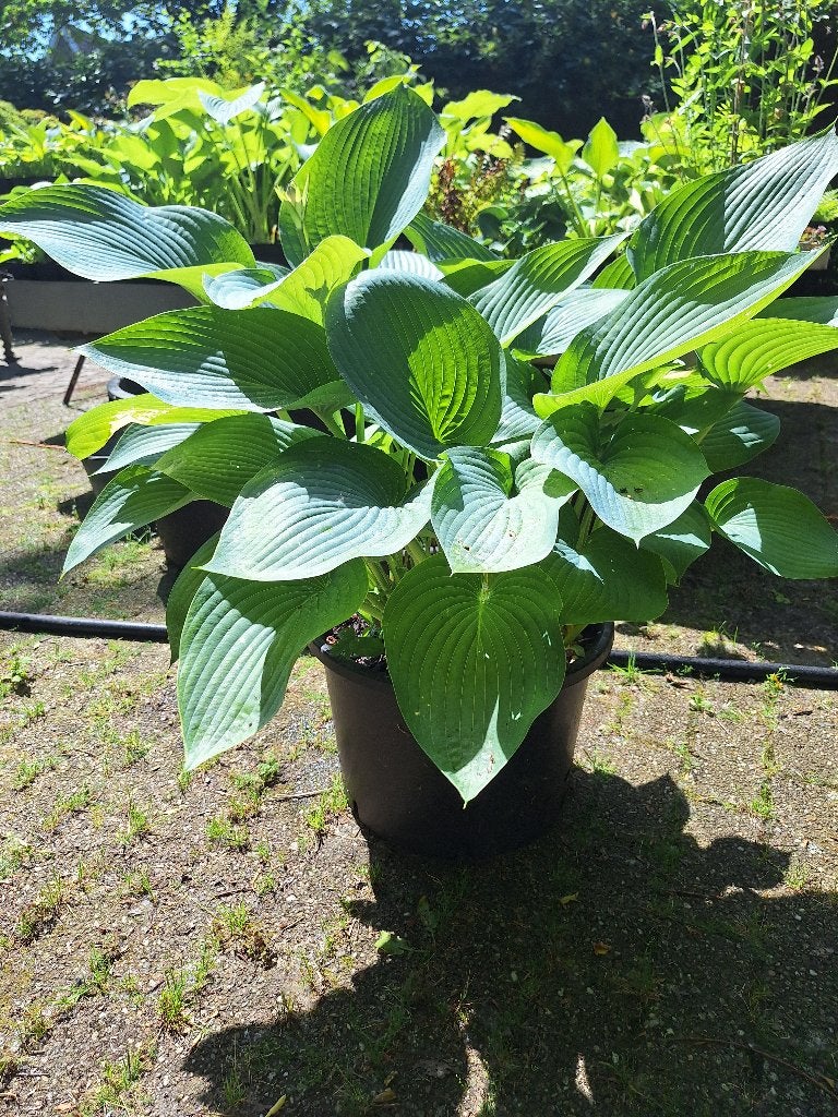 Grote hosta in pot, Vaste plant, Halfschaduw, Zomer, Ophalen
