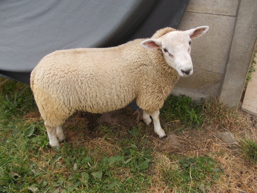 Schapen Bok, Mâle, Mouton, 0 à 2 ans