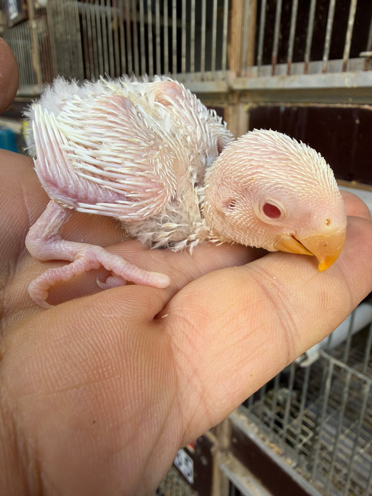 Albino baby dwergpapegaai