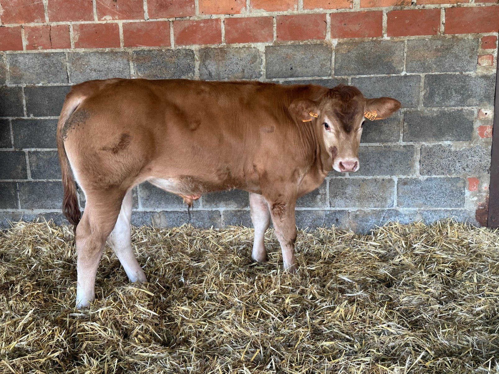 Limousin dekstier hoornloos gefokt, Animaux & Accessoires, Bovins, Mâle, 0 à 2 ans
