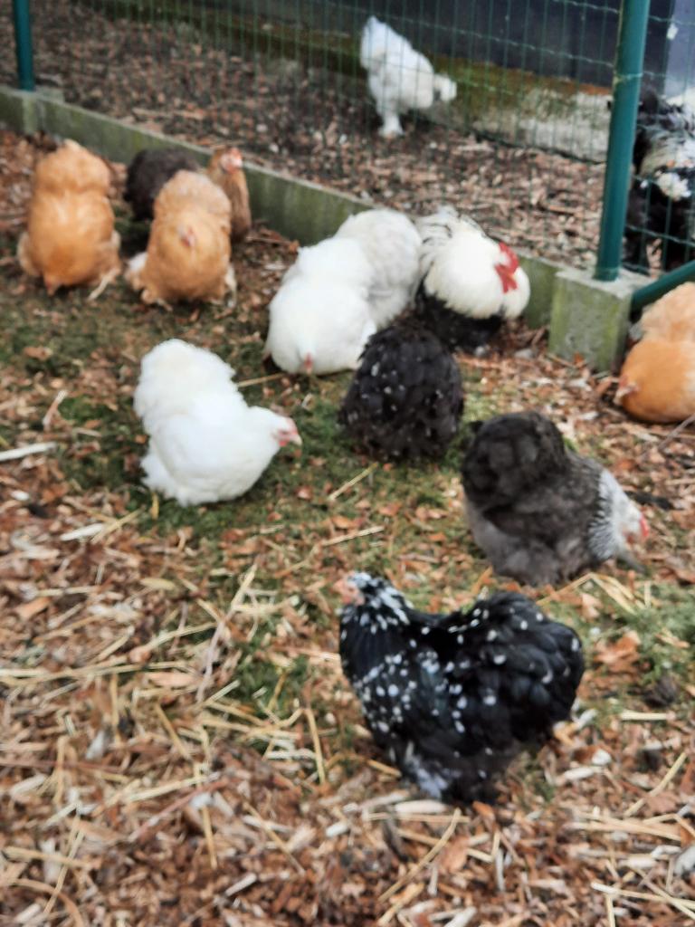 Cochin krieltjes, Dieren en Toebehoren, Pluimvee, Meerdere dieren, Kip