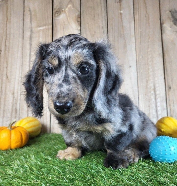 langharige Caninchen Teckel / Dachshund/ Teckel, Dieren en Toebehoren, Kaninchen, België, Reu, CDV (hondenziekte)