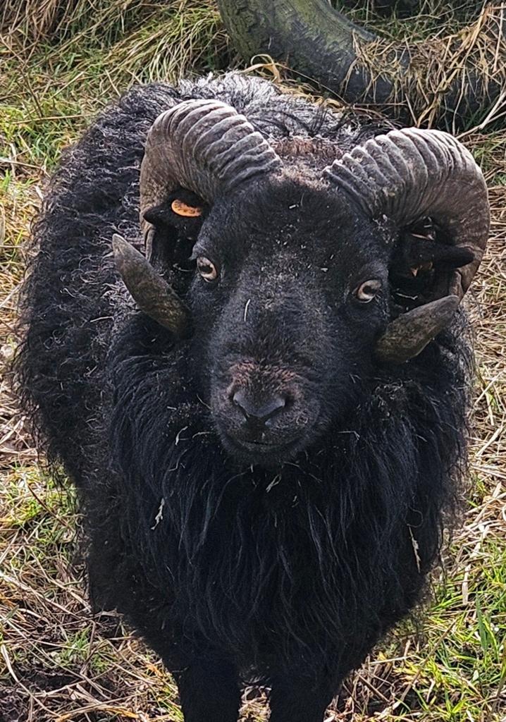 Ouessantram met stamboek, Dieren en Toebehoren, Schapen, Geiten en Varkens